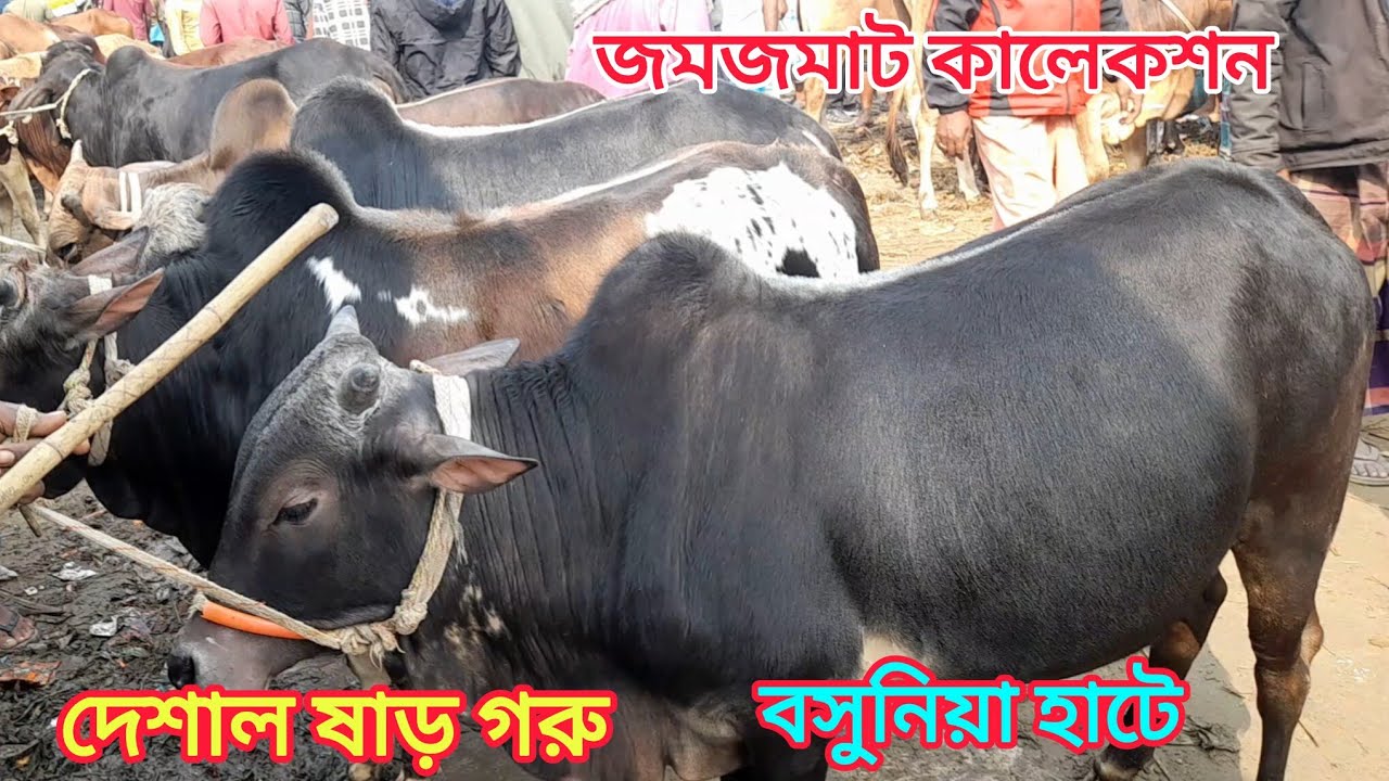 জমজমাট বসুনিয়া গরুর হাট আজকের বাজার। কোয়ালিটি সম্পুর্ন দেশাল ষাড় গরু। Cow Bajar । 