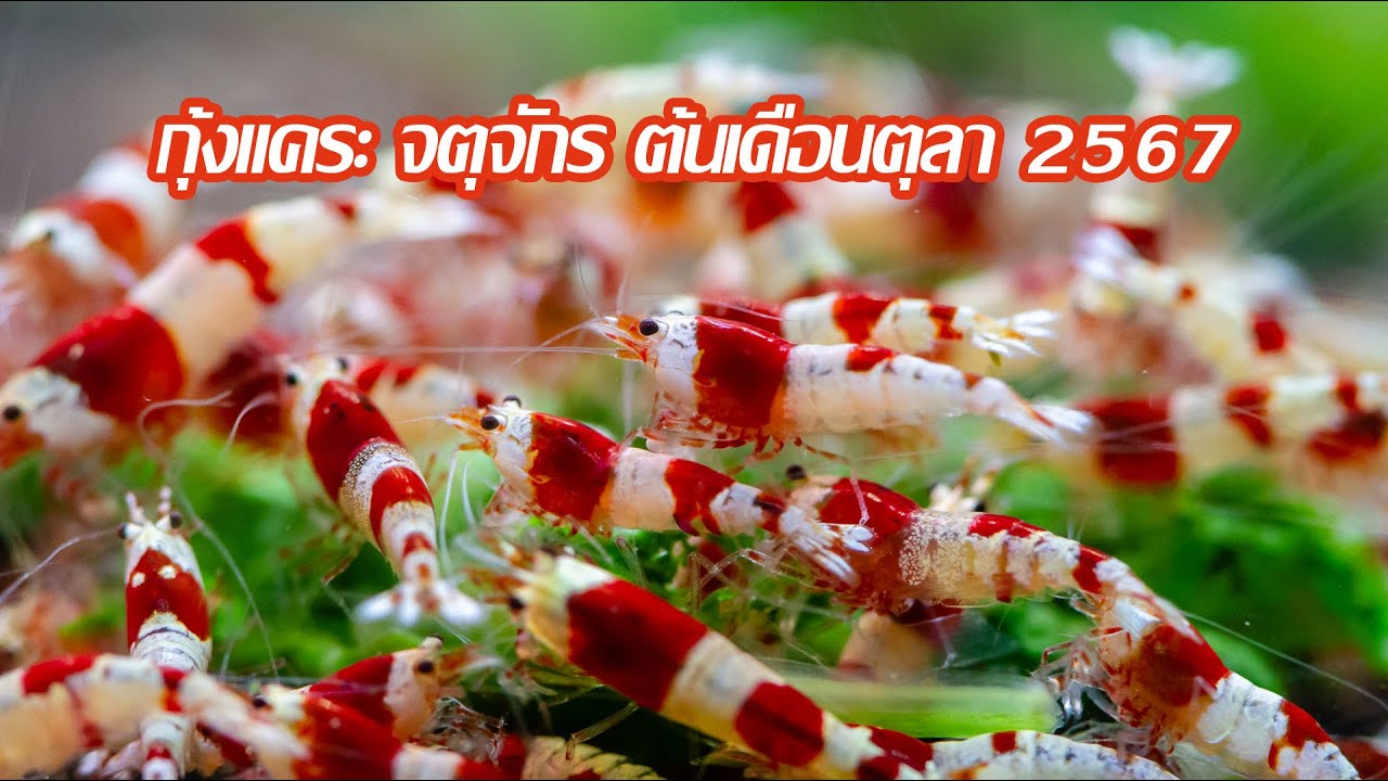 มาดูกุ้งหอยปูในจตุจักร ต้นเดือนตุลา 2567