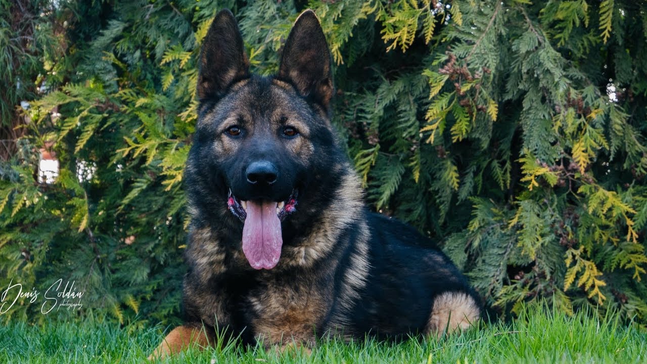Girmo z Cagova raje - 5/2020 training