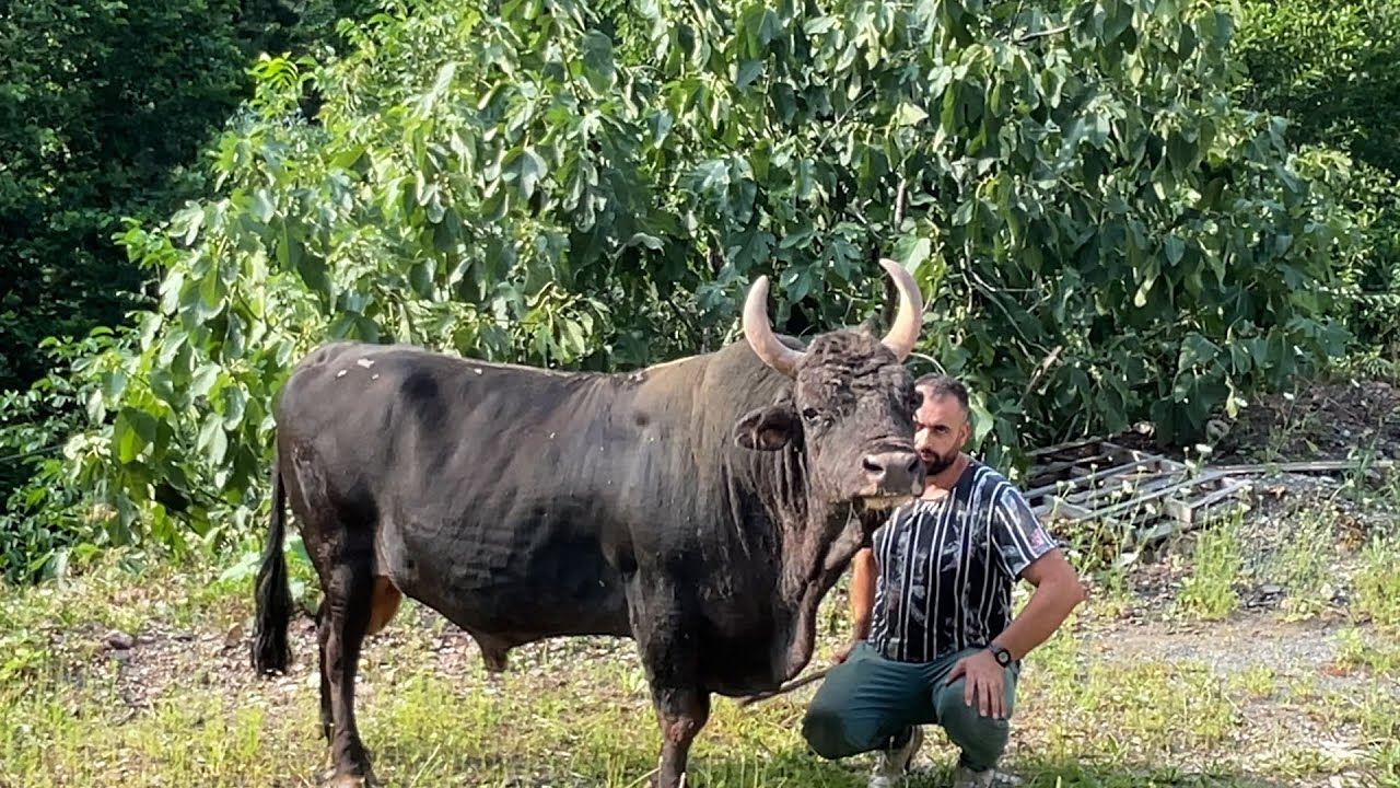 Boğa  Sevgisi  I Boğa aşığı Gökhan'ın  Köydeki  Mutlu  Hayatı I Belgesel Film..