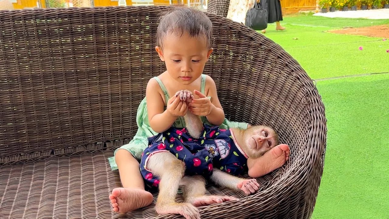 Monkey Kaka lay obediently for Diem to check his hand, very cute