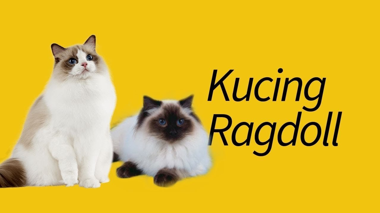 10 Fakta Kucing Ragdoll—#4 bikin BINGUNG!