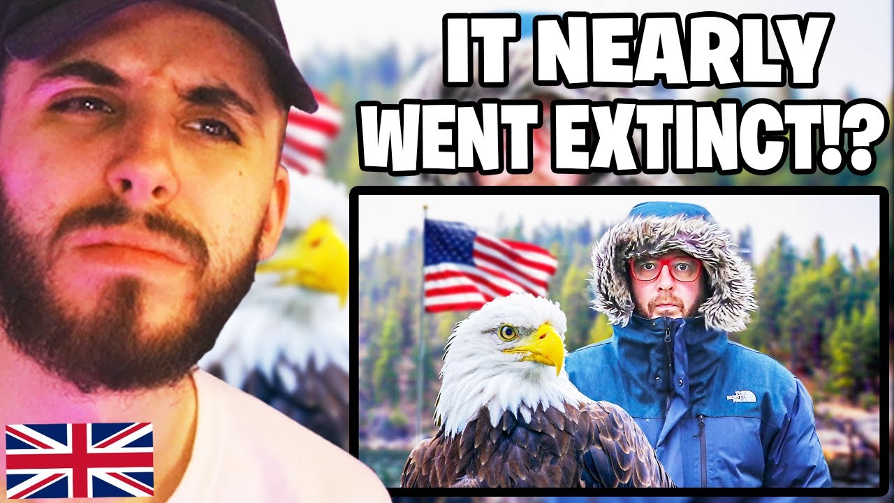 Brit Reacts to Let's Talk About America's Iconic Bald Eagle
