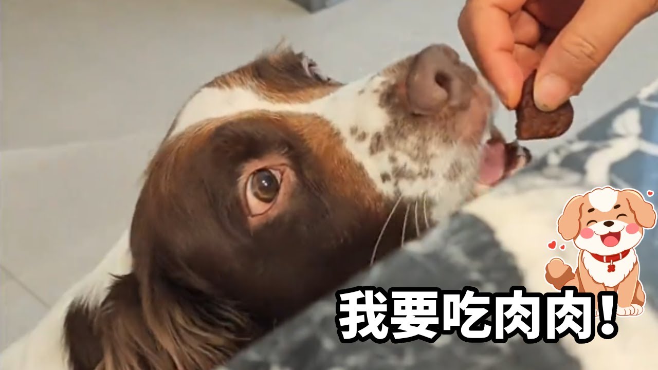 帅哥，吃肉肉吗？……#萌宠日常记录#我家毛孩子