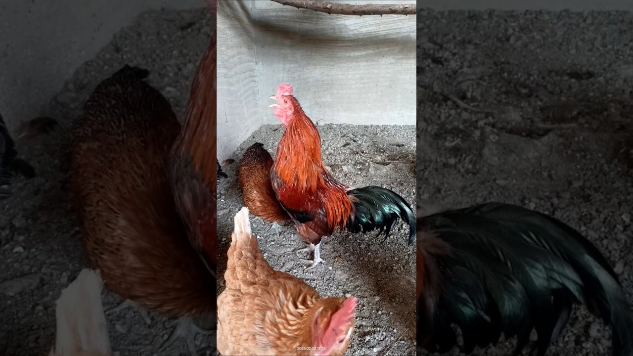 Best Rooster Crowing Sound! 🐓 #birds #rooster
