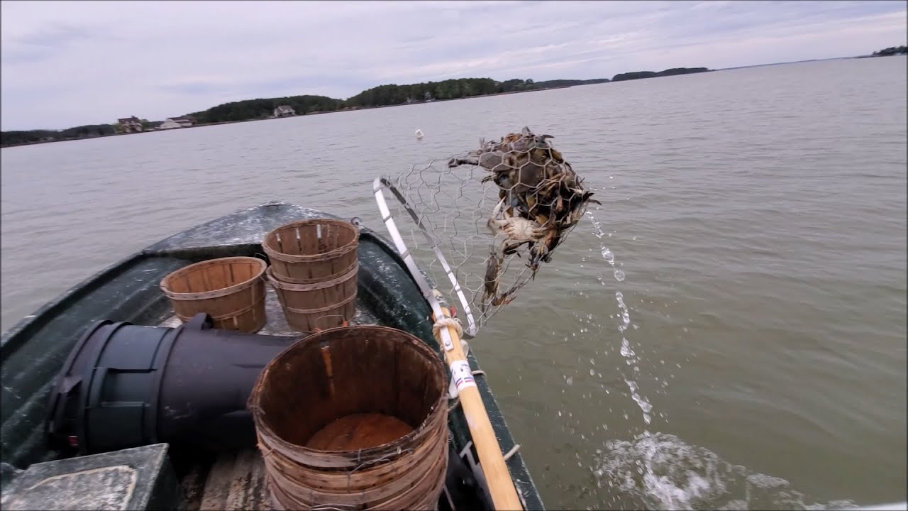 Trotline Crabbing - Razor Clams Crushed Vs Not Crushed/Old Line Vs New Line