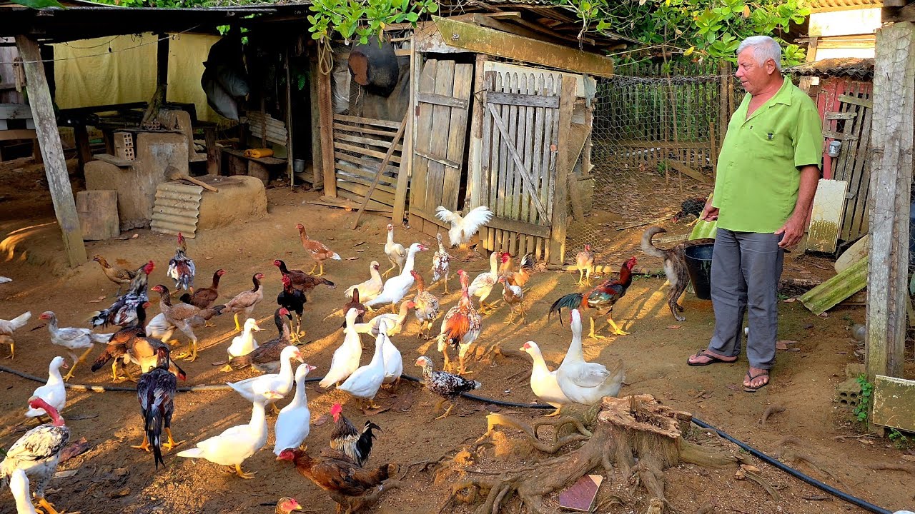 VOC&Ecirc; N&Atilde;O VAI ACREDITAR NA FARTURA DESSE S&Iacute;TIO! Tem de TUDO! 😱🌿 Tem galinhas, porcos planta&ccedil;&otilde;es etc.
