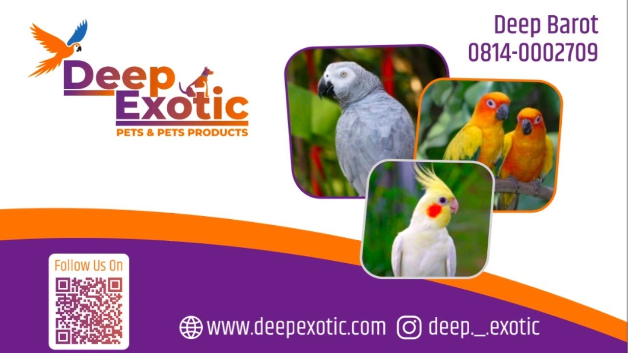 Deep Exotics Ahmedabad Gujarat | Pets and Pet Products | Dealer of PISTTACUS in Gujarat.