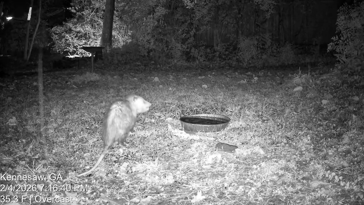 Virginia Opossum and Red Fox Stop By