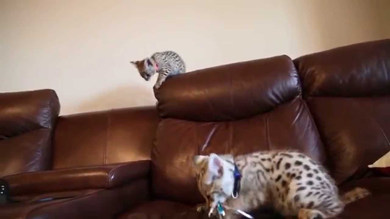 Meisha Stalking Castiel - F1Hybrids Savannahs&trade;