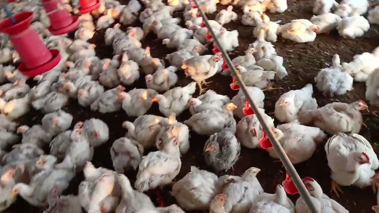 मुर्गा के लोडिंग के समय क्या करें /What to do when loading the cock  #poultryfarming #farming 