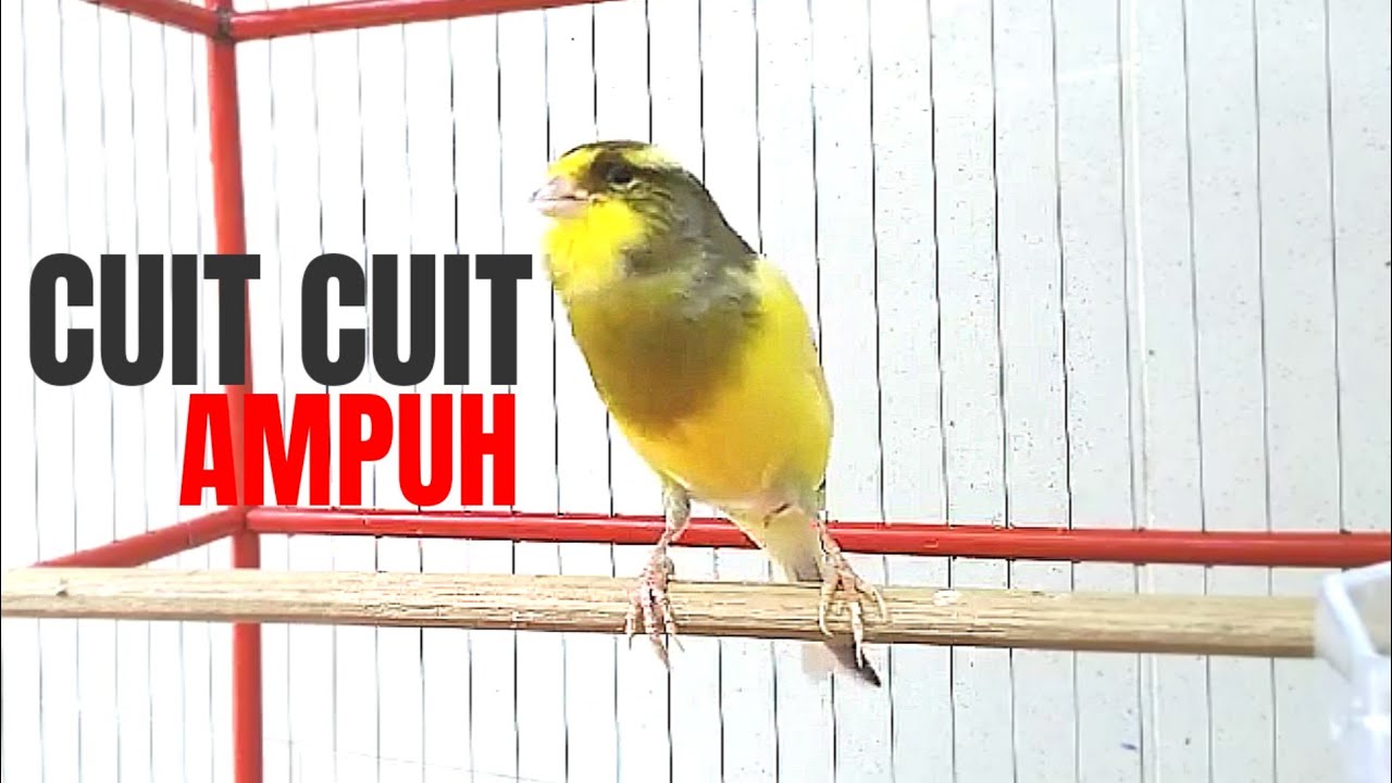 I1l Cuit cuit kenari gacor ampuh buat kenari paud!!