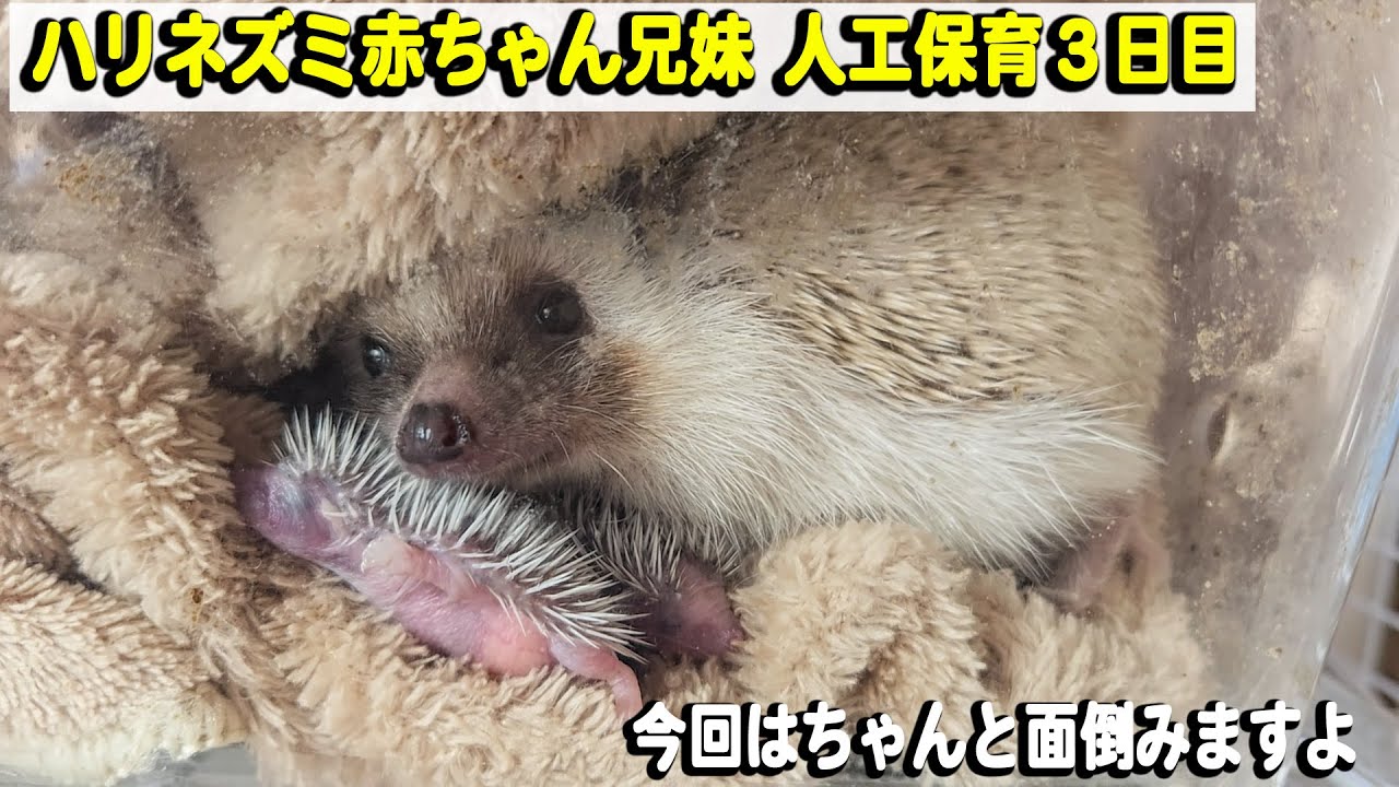 今回はお母さんは即戦力？？ハリネズミ赤ちゃん兄妹３日目保育