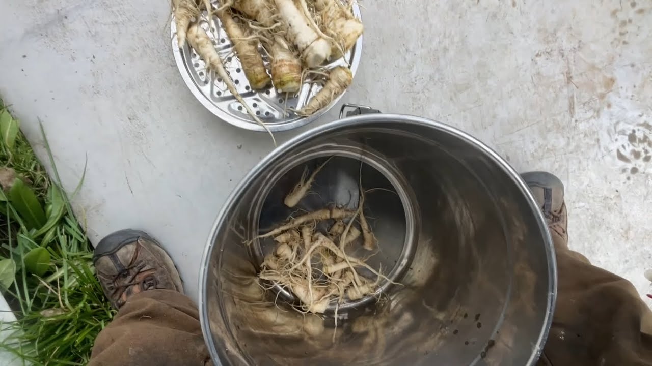 This Abundant Wild Edible Root Has Never Been Documented Being Processed And Eaten?!