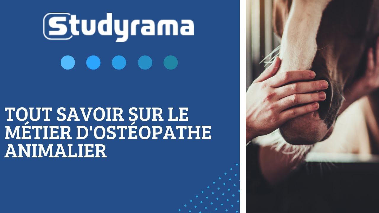 Tout savoir sur le métier d'ostéopathe animalier