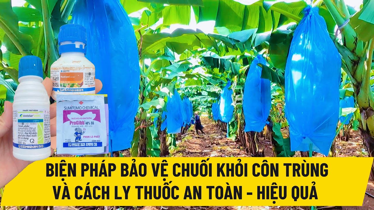 Chuối mô 180 ngày - Cách bảo vệ chuối mô khỏi sâu bọ và nấm bệnh tốt nhất, phun thuốc gì cho chuối