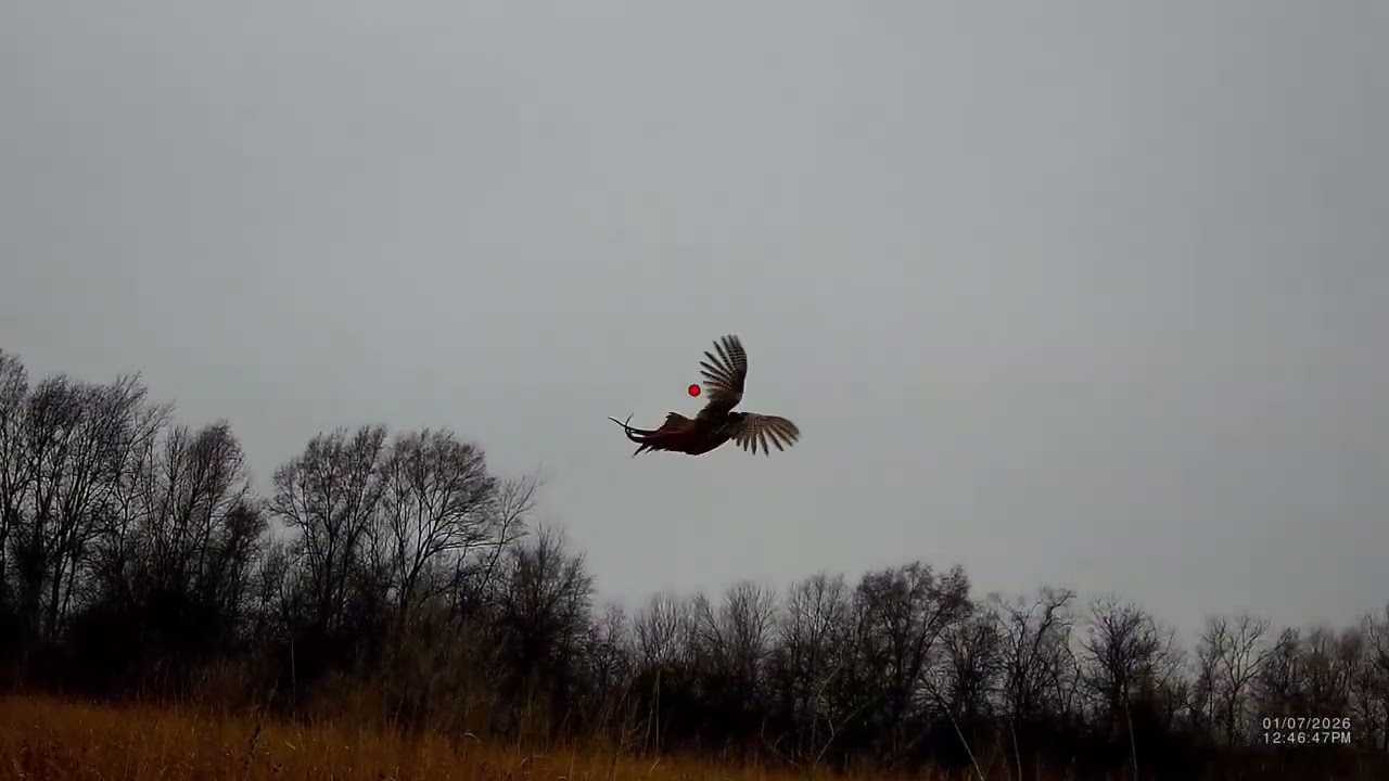 Libby late public rooster with shotkam