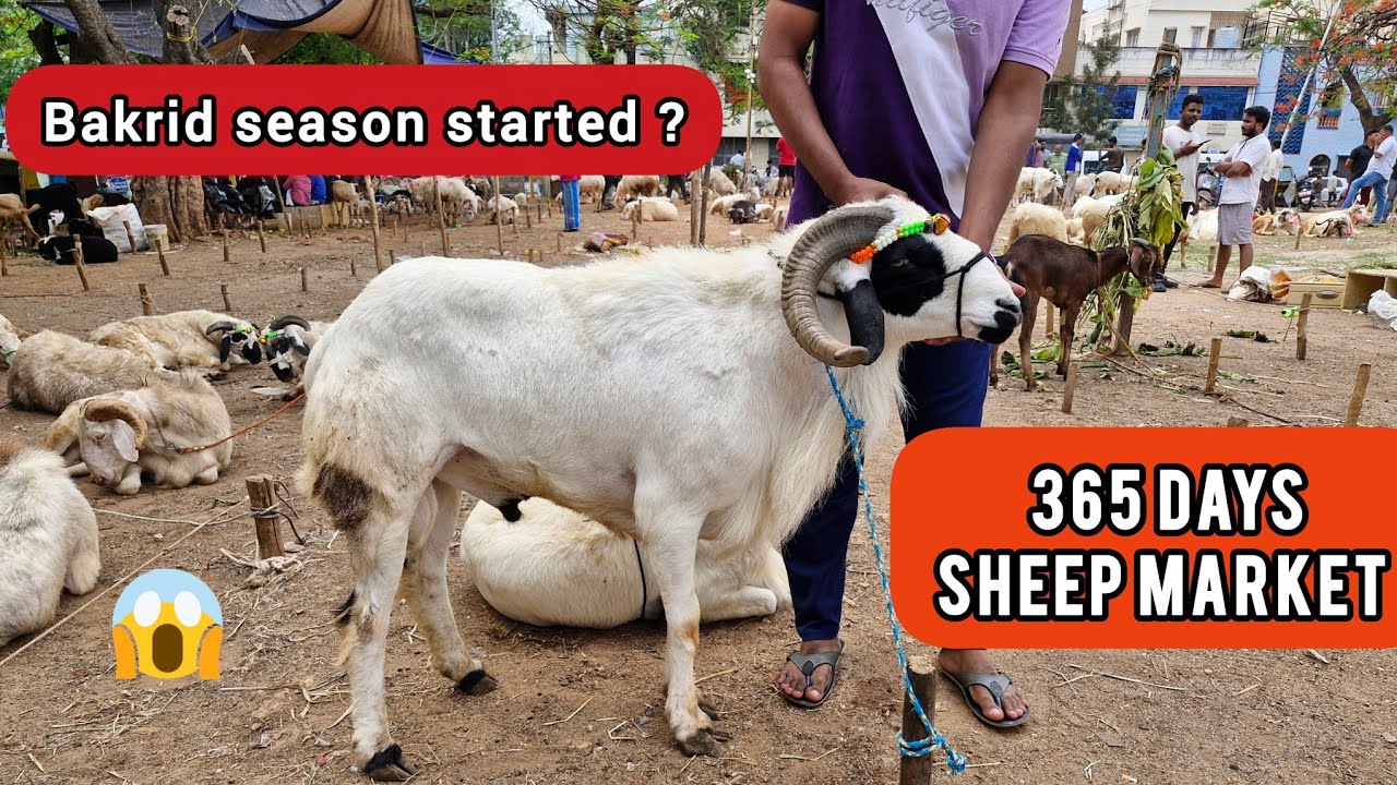 Chamrajpet Eidgah season started ? 99864 87895