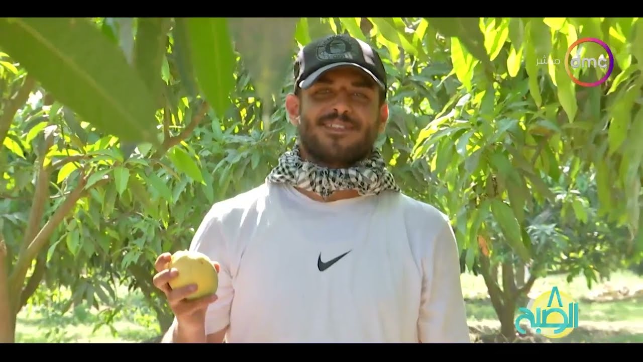 8 الصبح - الأشهر في مصر والخارج.. موسم حصاد (المانجو الإسماعيلاوي)🥭