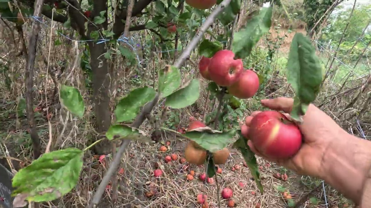 Toamna in gradina de permacultura