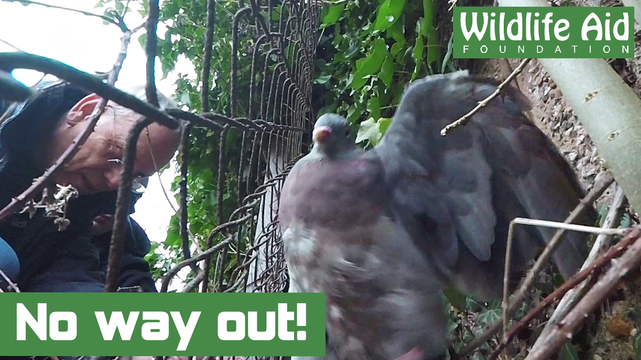 Trapped pigeon freed from a fence
