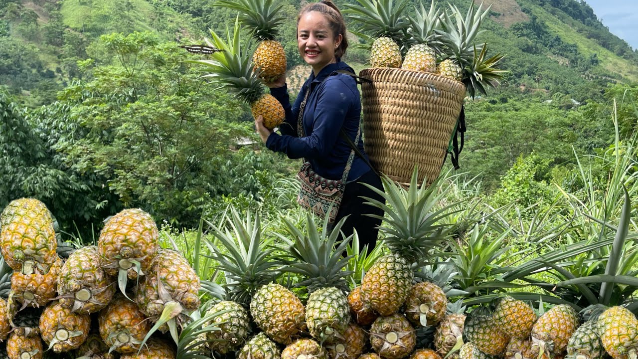 FULL VIDEO: 60 days of harvesting honeydew pineapple & bamboo shoots to go to the market to sell