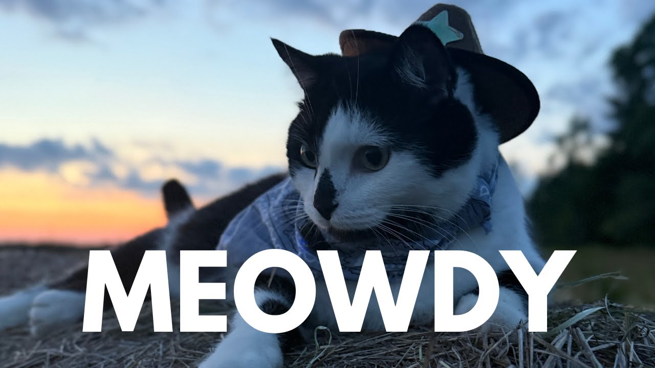 Jack Spicer the Cowboy Kitty at Dusk