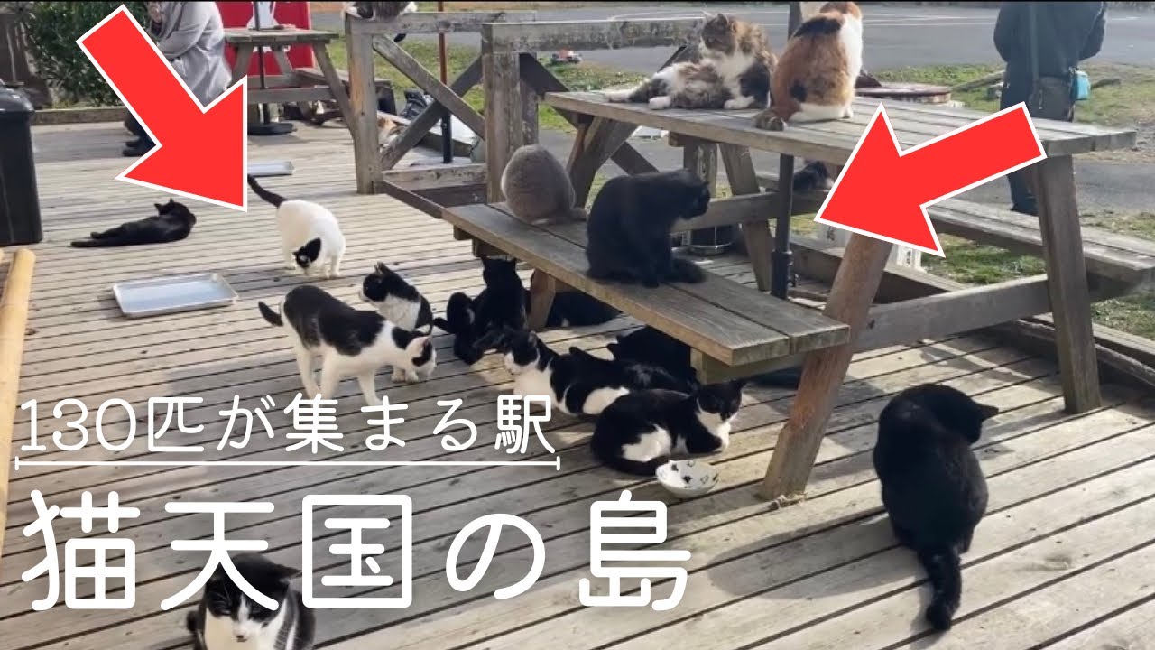 【孤独な女が行く】仙台・女ひとり旅♪後編【グルメ・観光】石巻・田代島／猫の楽園で癒される旅【田代島・猫島】Japanese Cat Island