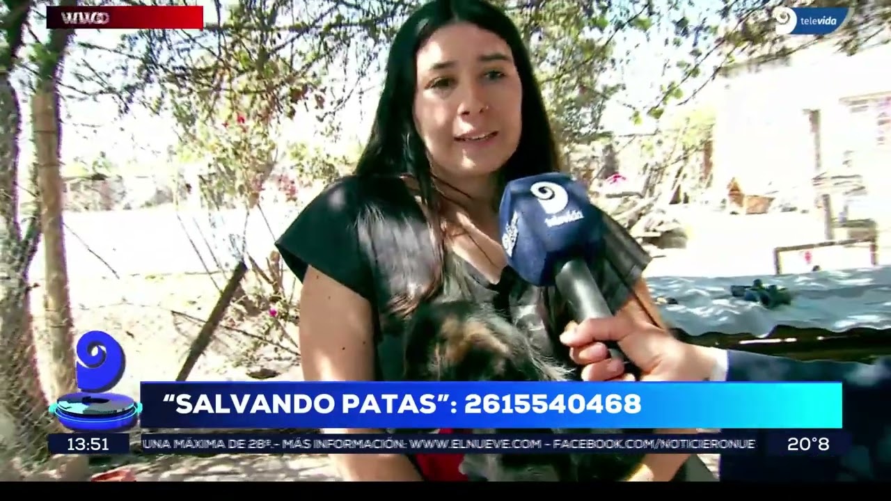 El refugio Salvando Patas se quedó sin lugar y tiene que dar en adopción a todos sus perros