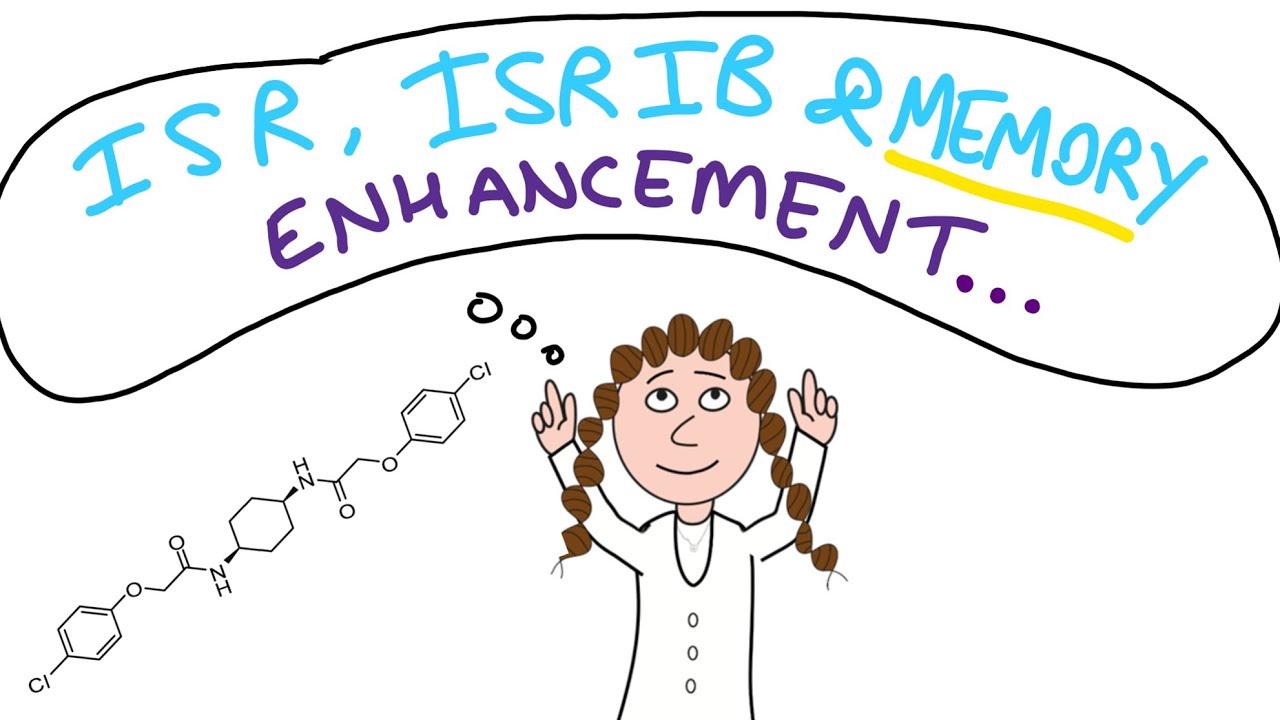 Memory enhancing drug...!? (Targeting the integrated stress response with ISRIB)