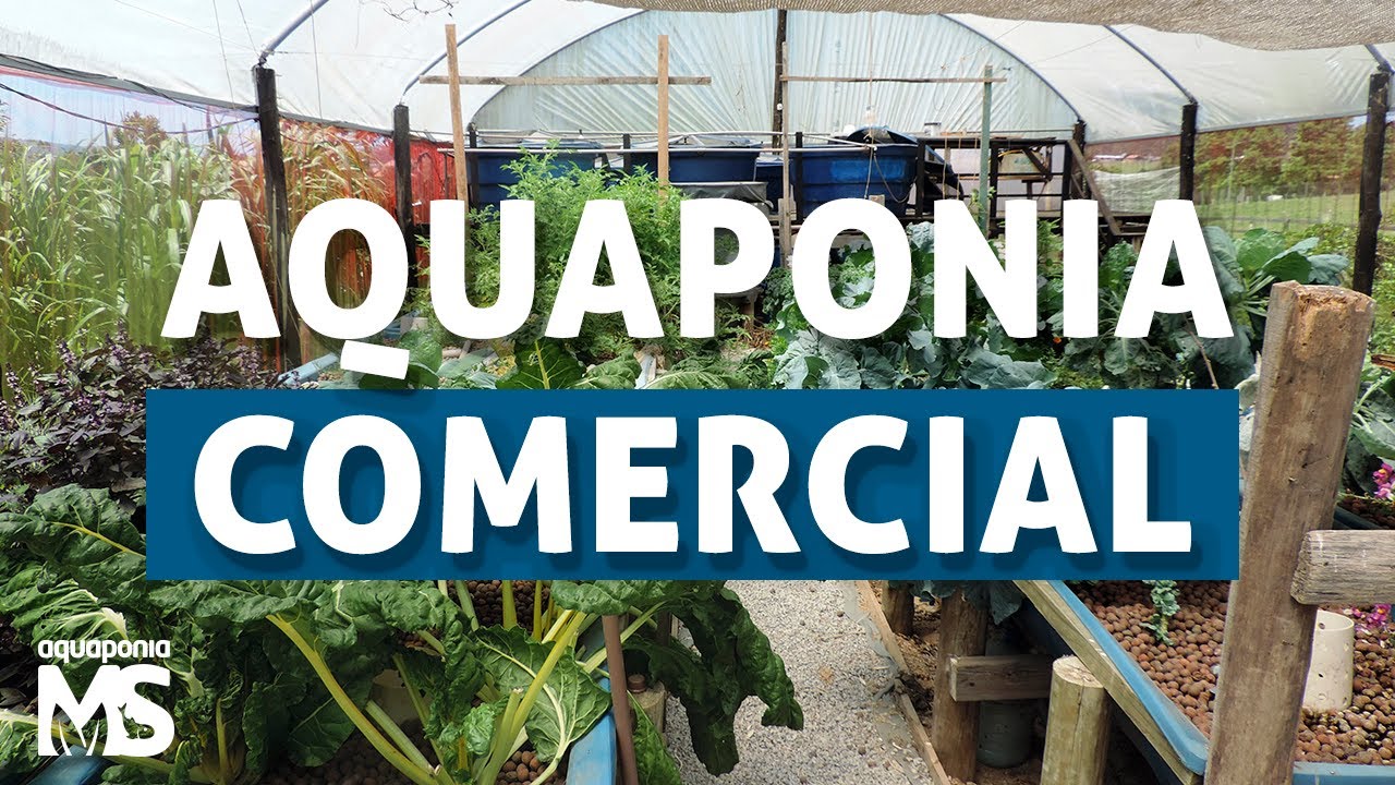 Aquaponia Comercial de Verdade!!!