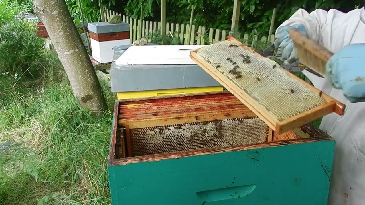 5 erreurs à ne pas faire en débutant l'apiculture