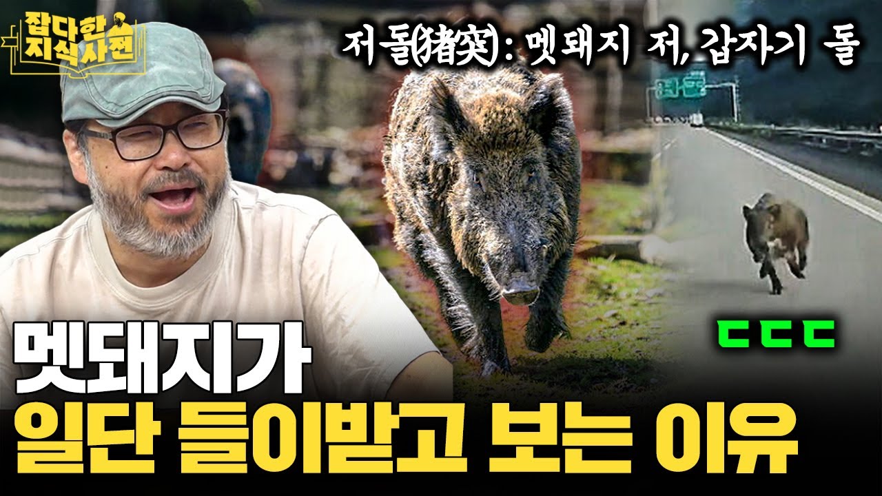 한반도 생태계 최강 동물, 멧돼지에 대한 모든 것 🐗
