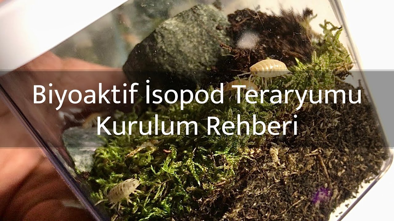 Biyoaktif İsopod Teraryumu Kurulum Rehberi