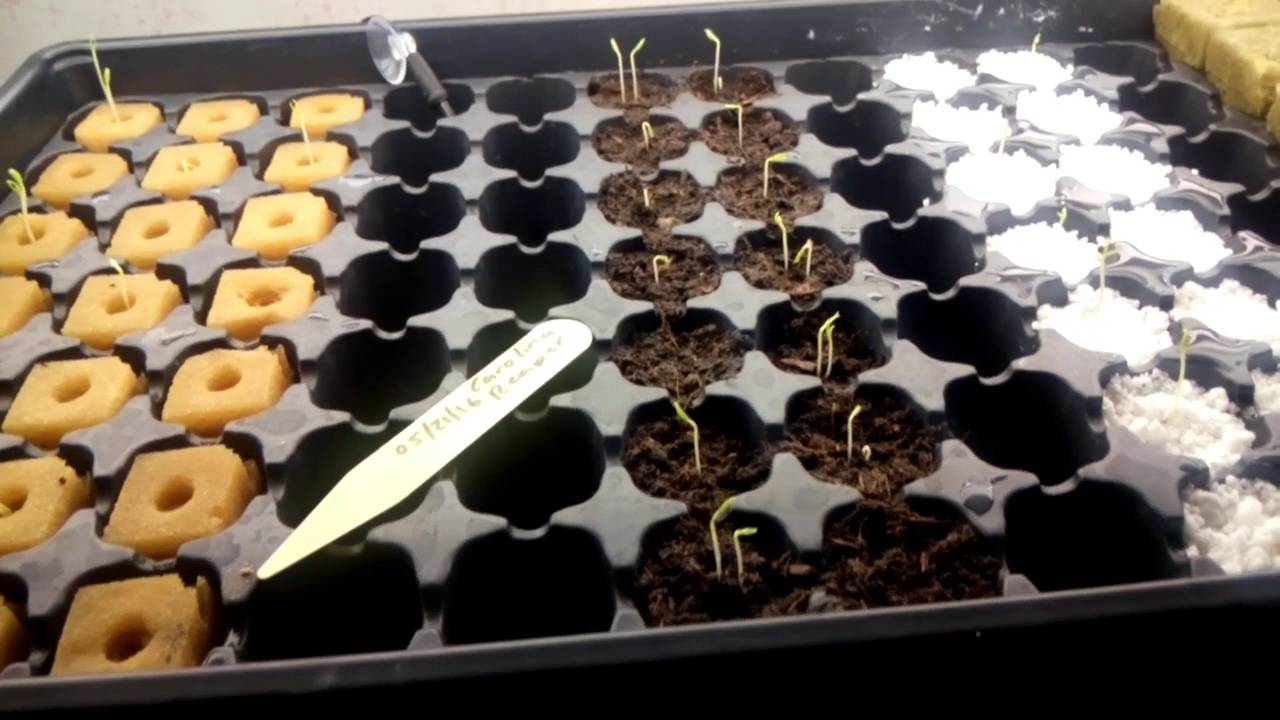 COMO GERMINAR CHILES SUPER PICANTES 
