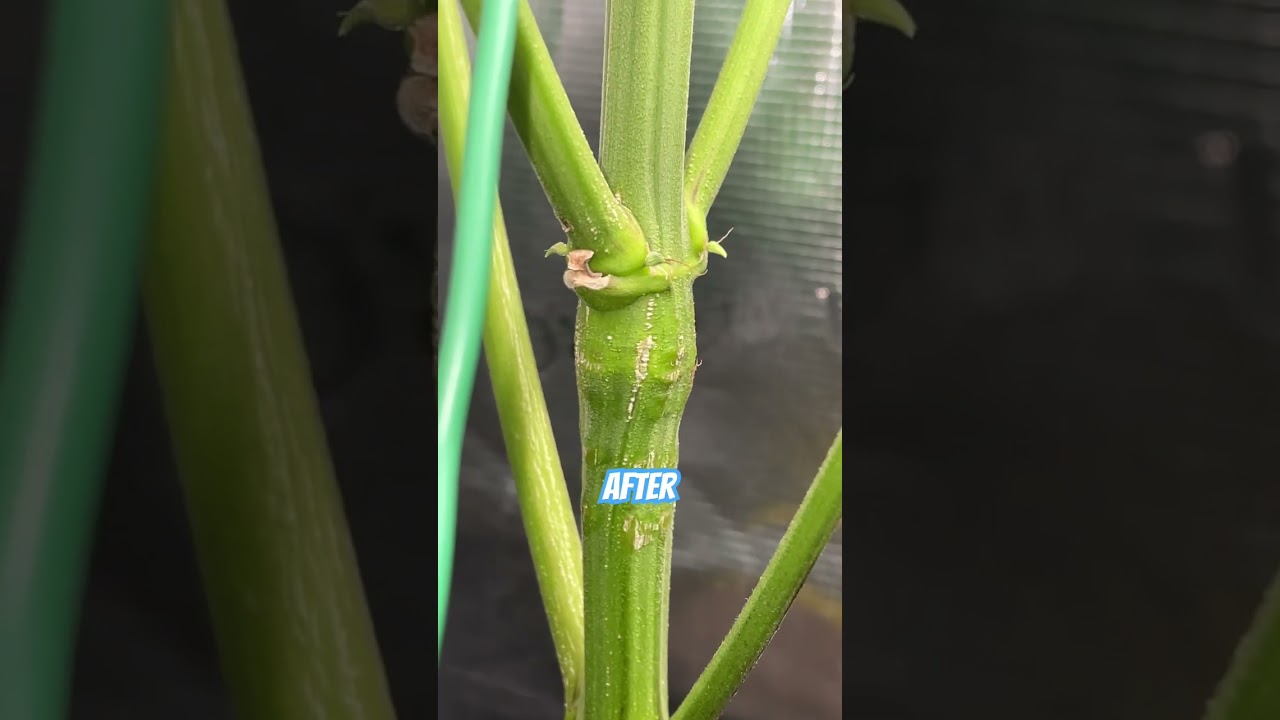 Super Cropping | Plant Training | Before and After #shorts