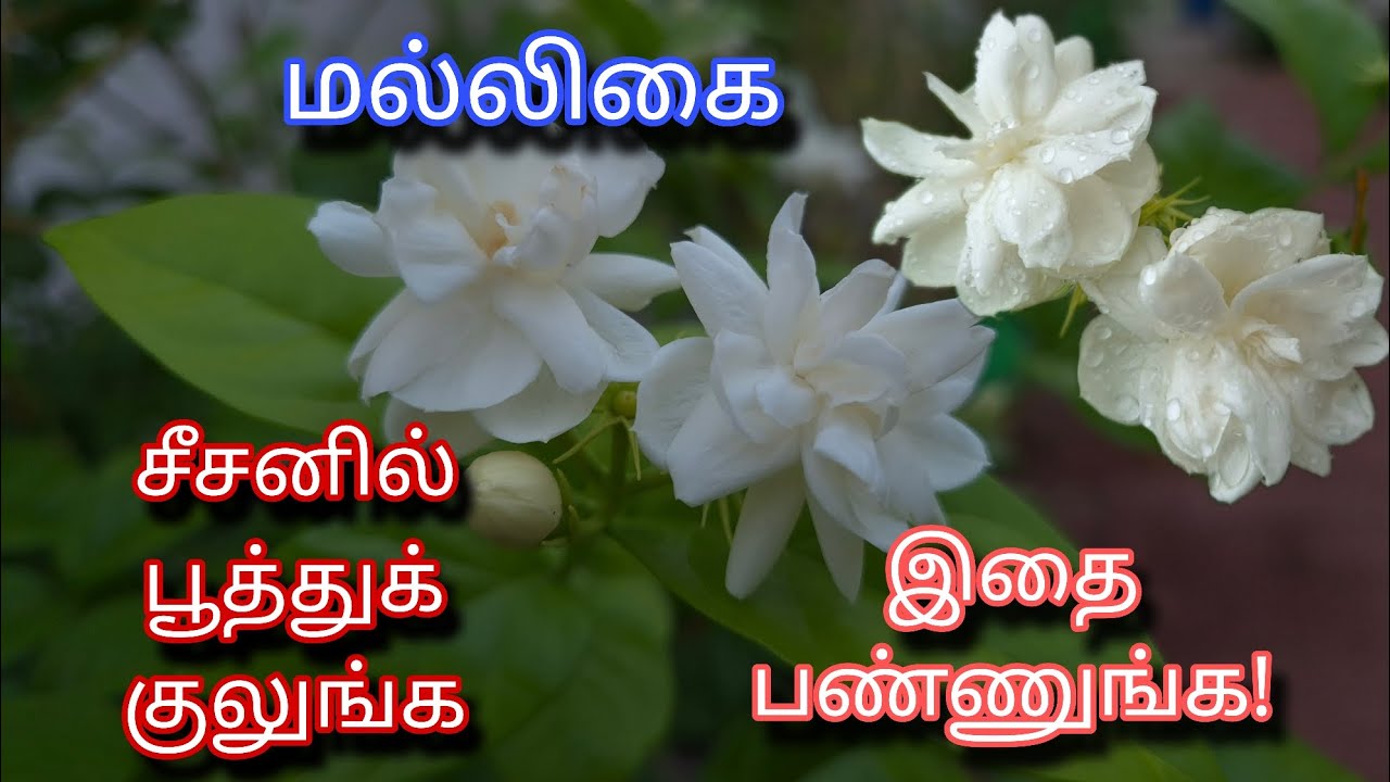 மல்லிகை சீசனில் பூத்துக் குலுங்க இதை பண்ணுங்க | Mogra | Jasmine | Gardening | Tamil 