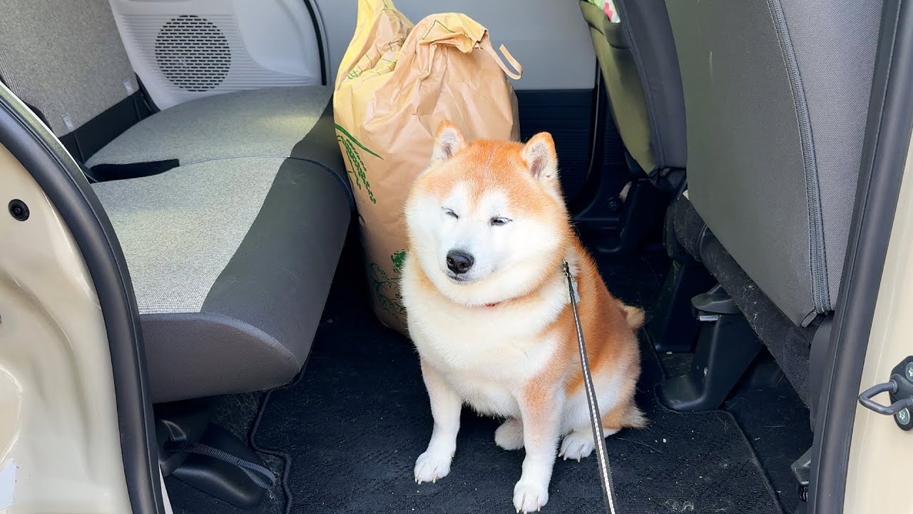 Shibe is sad that his special seat is too small because of the rice bag.