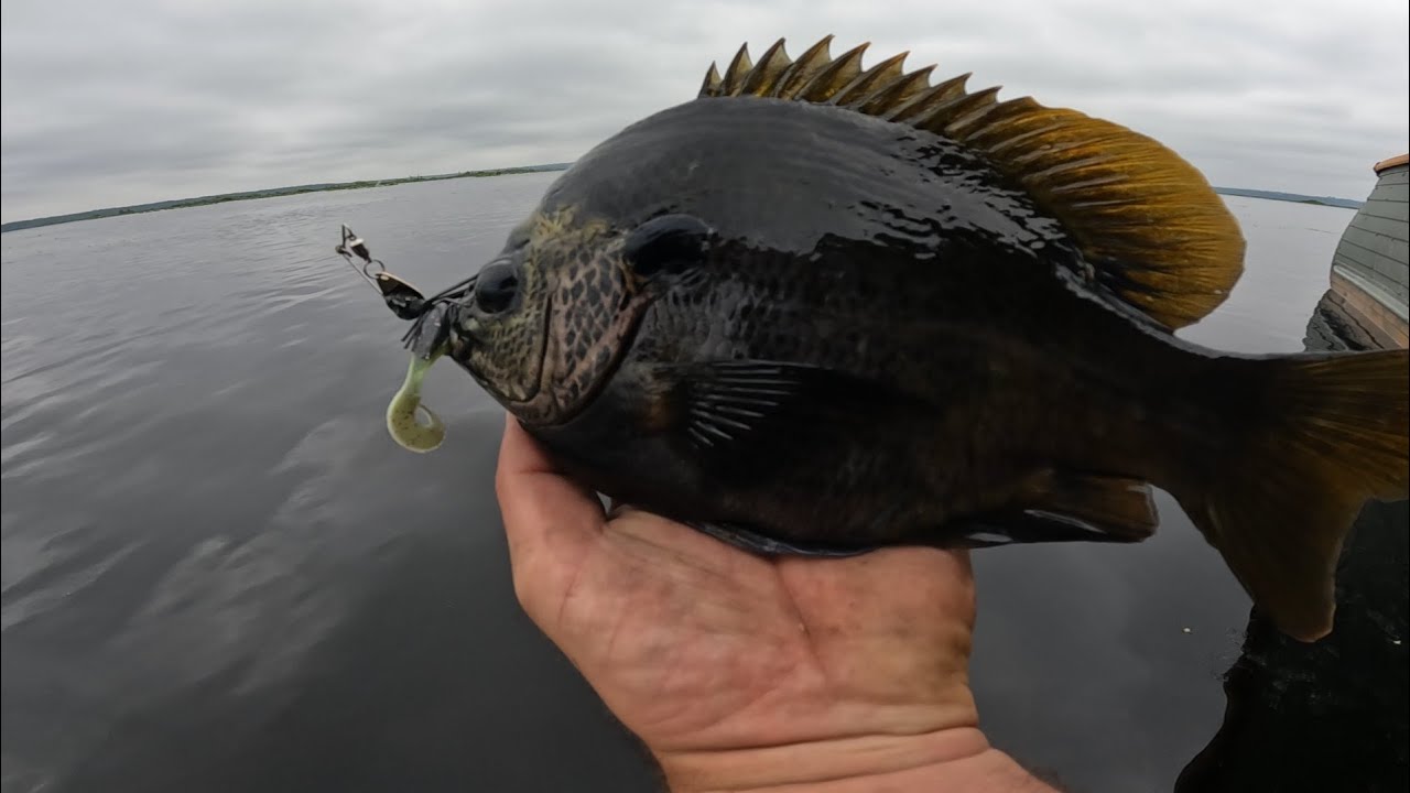Cloudy day=big blugills!! (Florida Lake Fishing)