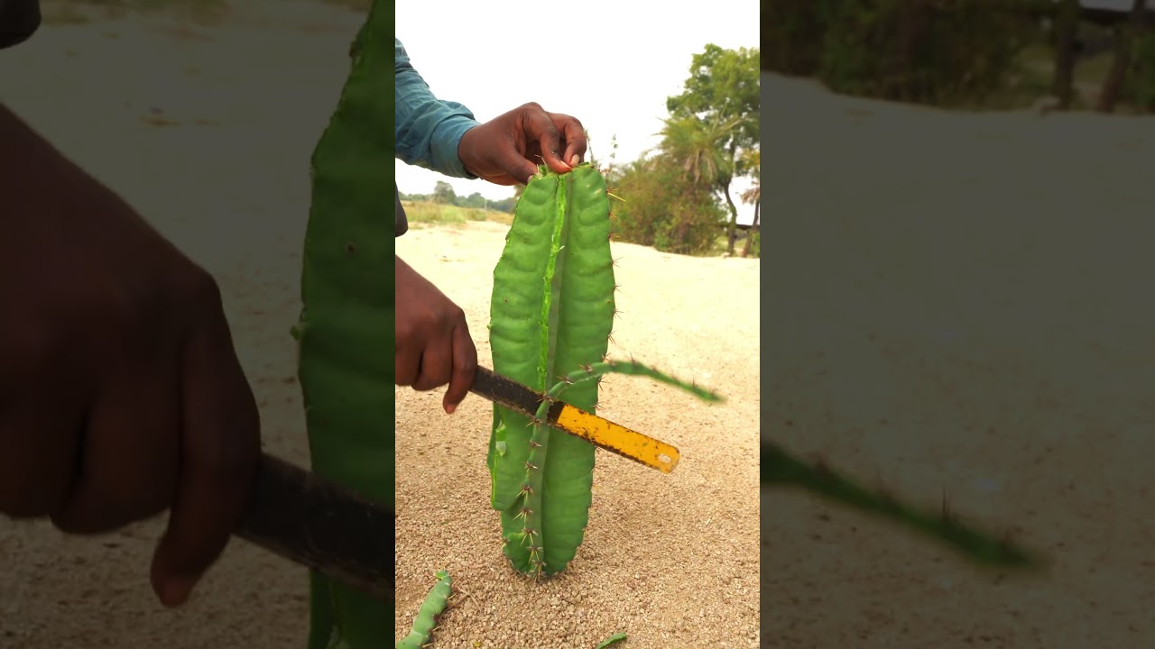 Drinking Cactus Water