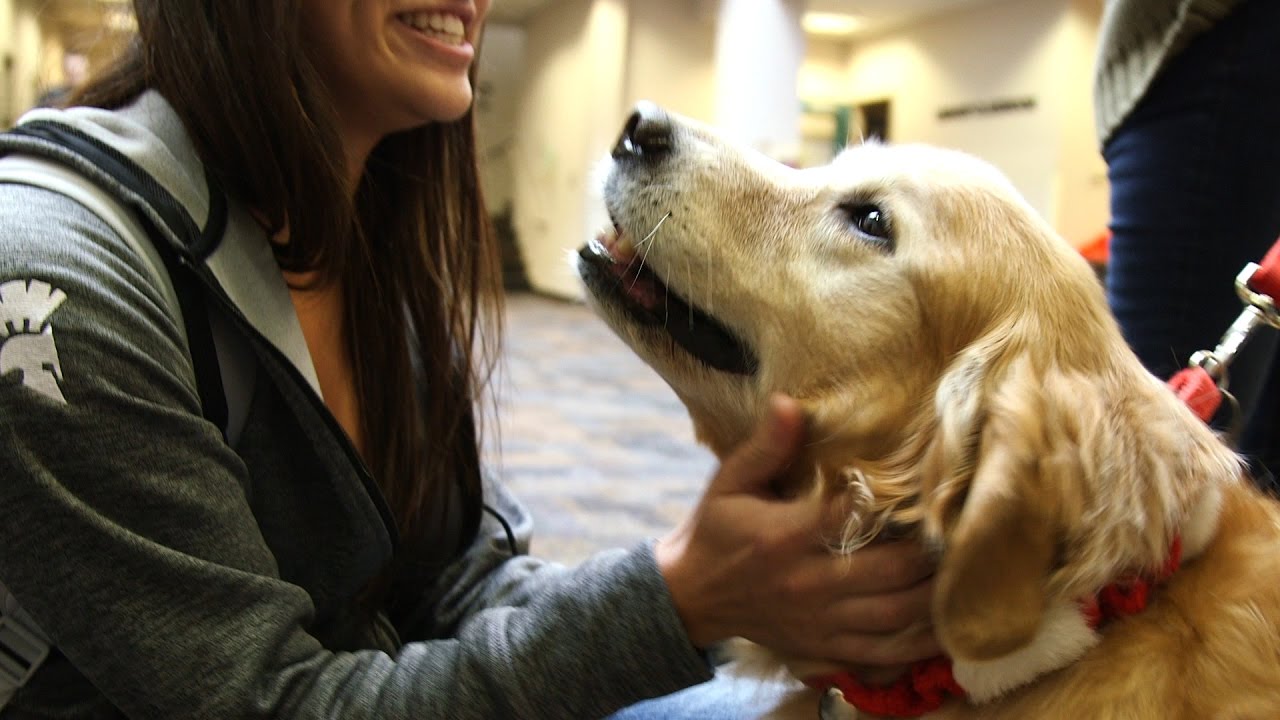 Therapy Dogs Help Student De-stress During Finals Week