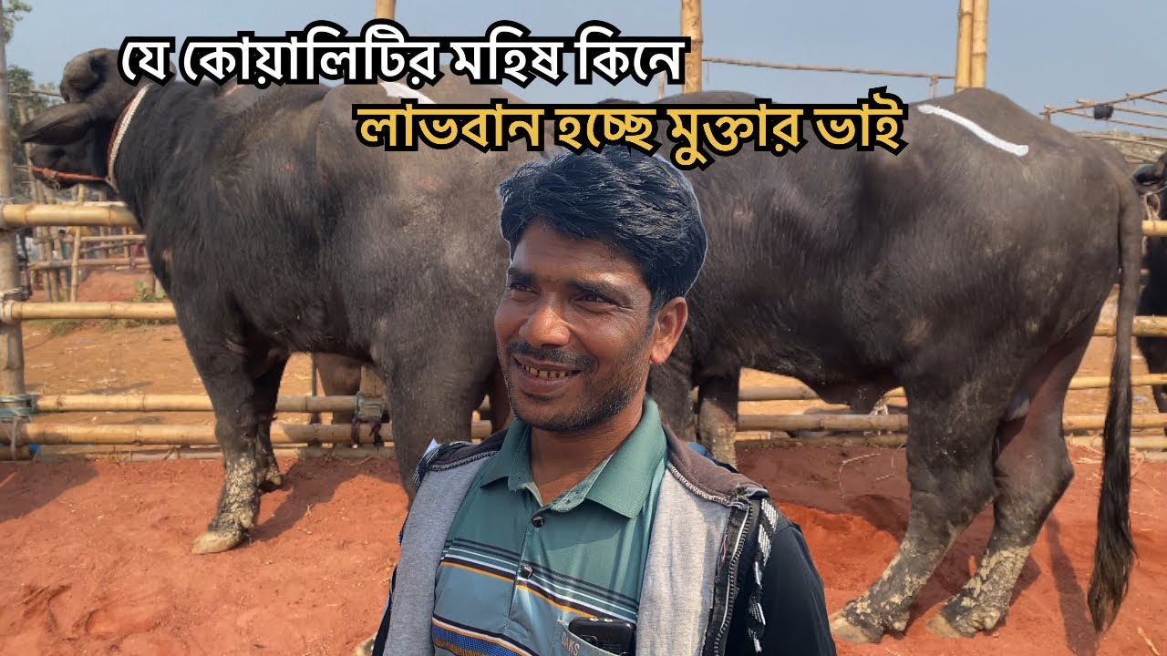 মহিষ পালনে লাভবান মুক্তার ভাই | আজকে যে কোয়ালিটির মহিষ কিনলো 