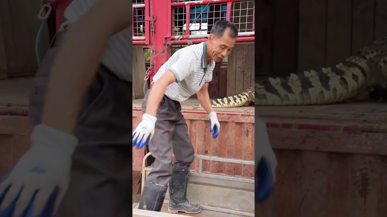 养了3年的鳄鱼有多大？沉浸式记录抓鳄鱼，原来养殖还能这么搞 从早上忙到中午，耗时两三个小时，轻松抓满一车30000斤鳄鱼#农村创业养殖 #新农人计划 #鳄鱼养殖场 #抓鳄鱼 #鳄鱼