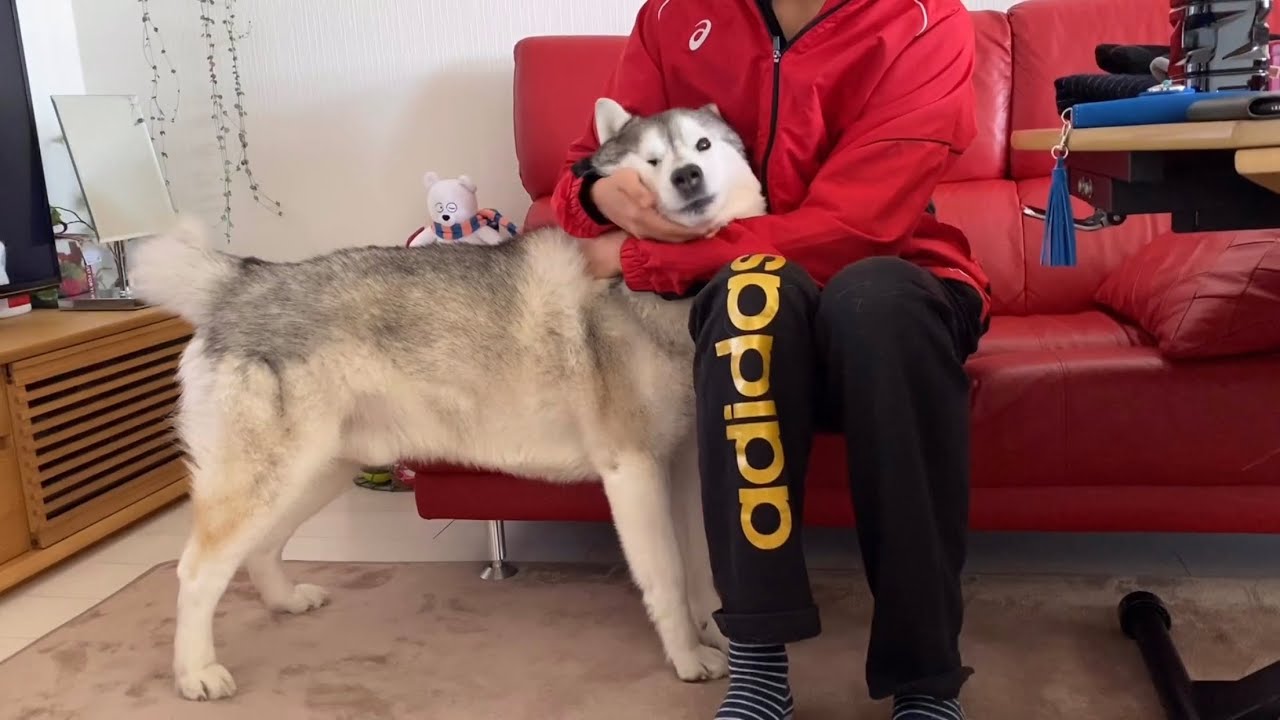 珍しく兄にも甘えたい気分のシベリアンハスキー