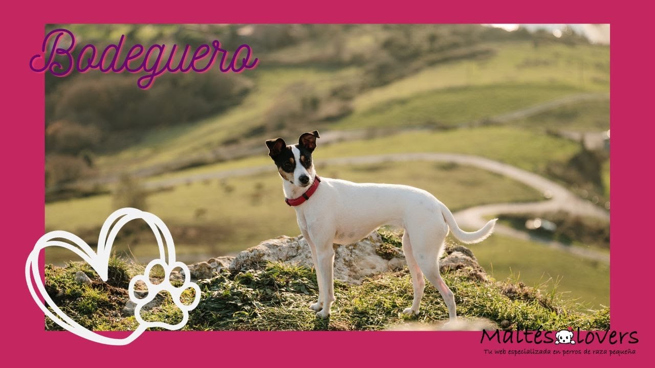 Ratonero Bodeguero Andaluz  y donde adquirir uno en España