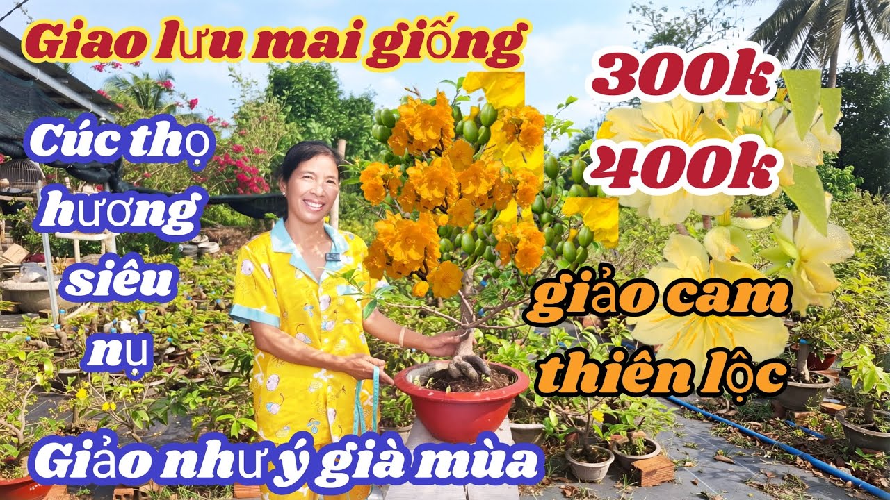 15/03/2026💥 Mai vàng mai giống mới, giảo cam thiên lôc-cúc thọ hương đột biến siêu nụ, giảo ông thầy