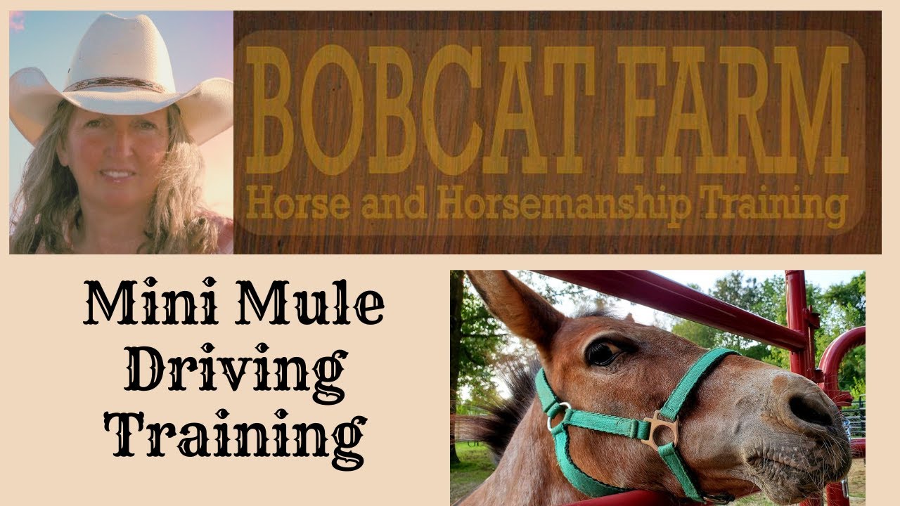 Training A Mini Mule To Drive