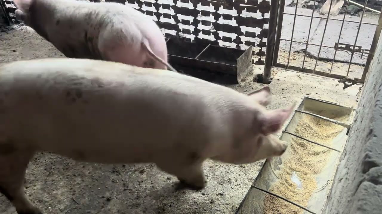 The Fattest Pigs Ever Caught on Camera