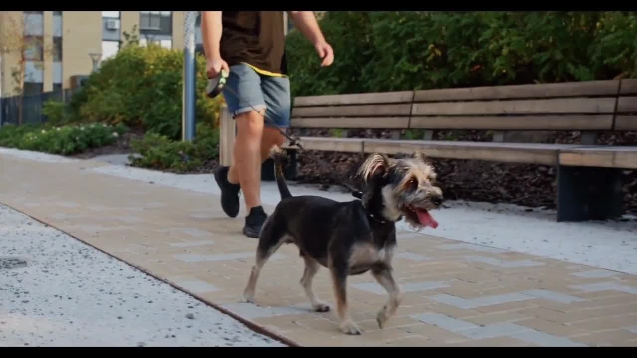 Know the Law: Dog Bites