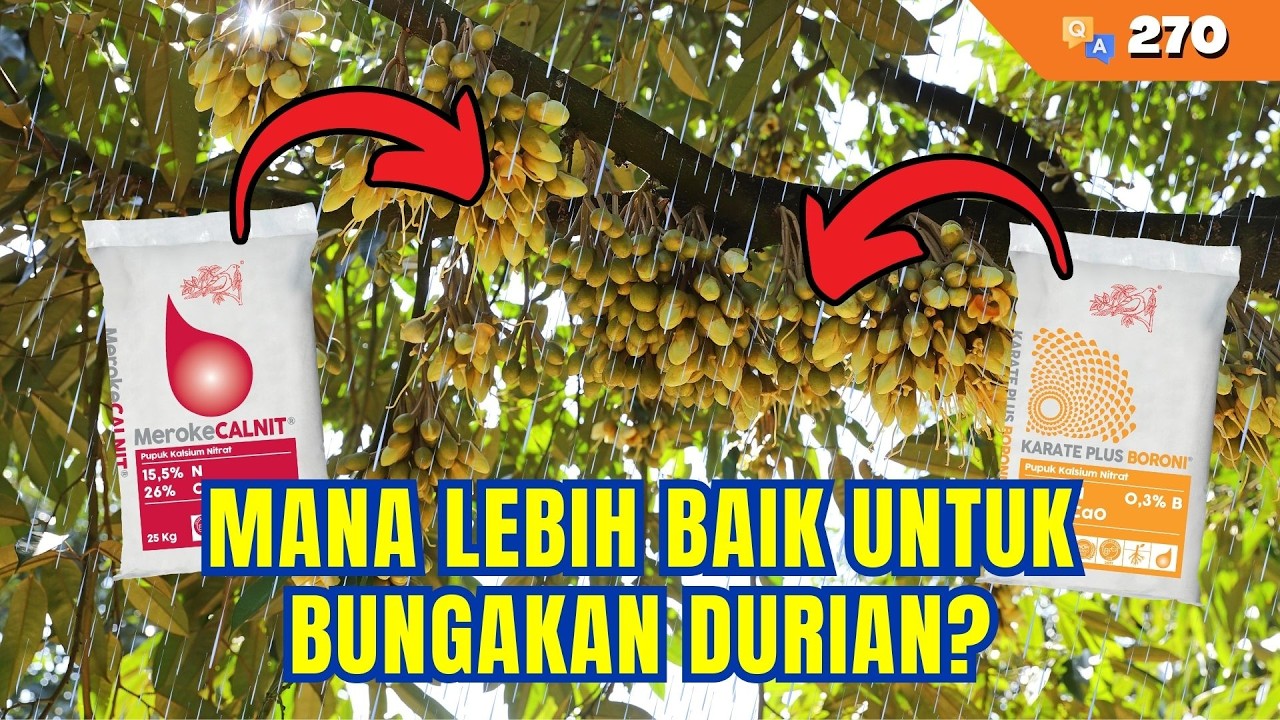 Sedang Musim Hujan, Bungakan Durian Sebaiknya Pakai Pupuk Ini! | Q&A #270